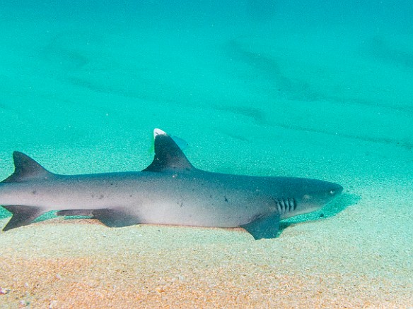 White tipped reef shark resting in the sand at Tunnels May 16, 2014 9:30 AM : Diving, animal, cartilaginous fish, chondrichthyes, fish, shark