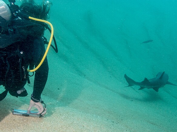 Jeannette, the divemaster and owner of  Fathom Five Divers , watches as the shark moves away May 16, 2014 9:57 AM : Diving, Jeannette Auber, animal, cartilaginous fish, chondrichthyes, fish, shark