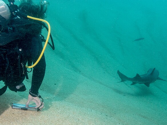 Jeannette, the divemaster and owner of  Fathom Five Divers , watches as the shark moves away May 16, 2014 9:57 AM : Diving, Jeannette Auber, Kauai