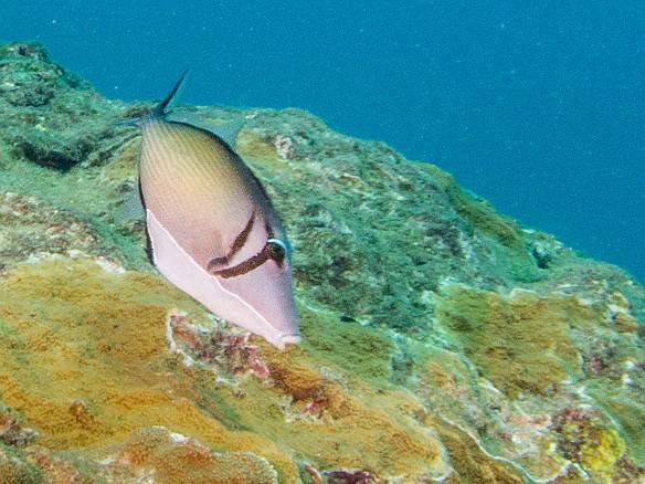 Lei triggerfish May 16, 2014 9:41 AM : Diving, animal, balistidae, bony fish, fish, humuhumu lei, lei triggerfish, osteichthyes, sufflamen bursa, tetraodontiformes, triggerfish