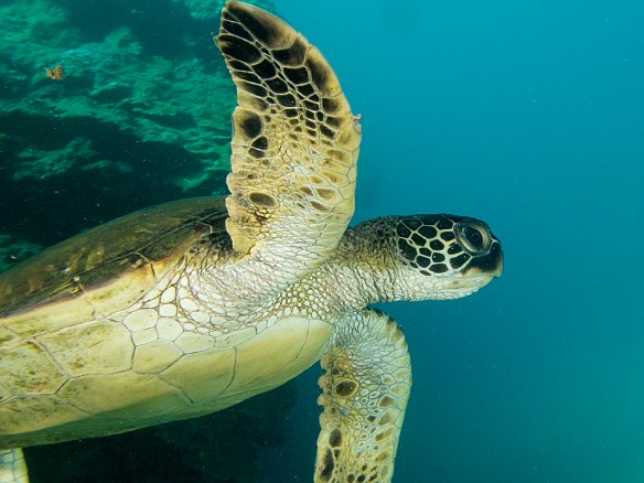 Different day at Tunnels, but same baby turtle, same location on the reef May 16, 2014 9:44 AM : Diving, Kauai, honu, turtle