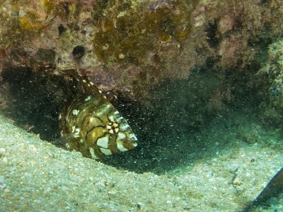 This guy is a juvenile rockmover wrasse, sometimes called a dragon wrasse because they look so completely different than the adult. He was always found around the same outcropping and would scoot under as soon as we got anywhere close. This was the only photo I was able to capture. May 16, 2014 10:06 AM : Diving, animal, bony fish, dragon wrasse, fish, labridae, labriformes, novaculichthys taeniourus, osteichthyes, rockmover wrasse, wrasse