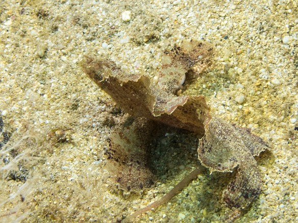 This time a brown leaf scorpionfish May 16, 2014 12:05 PM : Diving, animal, bony fish, fish, leaf scorpionfish, osteichthyes, perciformes, scorpaenidae, scorpionfish, taenianotus triacanthus