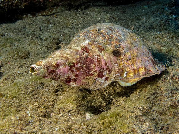 After two days of morning shore dives at Tunnels, I did an absolutely stupendous set of twilight + night boat dives off the south shore. Gregg and Lonnie of  Fathom Five Divers  were the divemasters. It was impossible to take in all the teeming nocturnal critters, first at Fast Lanes and then at Sheraton Caverns. Right upon first descent was this Triton's Trumpet which had to be 3ft long. May 19, 2014 6:23 PM : Diving, Kauai