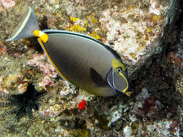 Orangespine Unicornfish at Fast Lanes May 19, 2014 6:33 PM : Diving, acanthuridae, acanthuriformes, animal, bony fish, fish, osteichthyes, unicornfish
