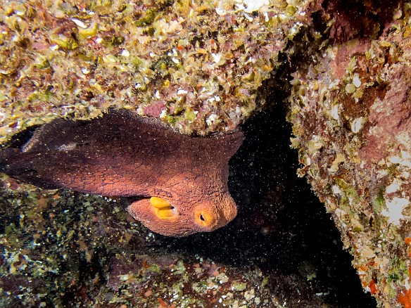 This large octopus was tucked up under a ledge May 19, 2014 6:36 PM : Diving, Kauai, octopus