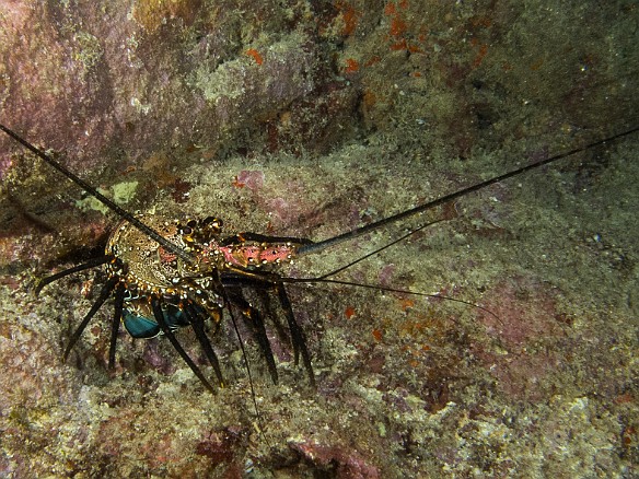 Lotsa lobstahs everywhere you looked! We were told that it was the middle of the off season, giving the bugs opportunity to be fruitful and multiply. May 19, 2014 8:03 PM : Diving, Kauai