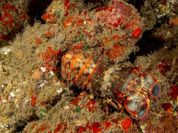 Slipper Lobster May 19, 2014 8:08 PM : Diving, animal, arthropod, arthropoda, crustacea, crustacean, decapod, decapoda, lobster