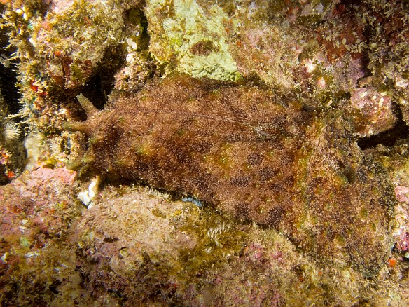 A quite large Eared Sea Hare, essentially a big slug, crawling across the rocks at Sheraton Caverns. This guy was at least 8" long. May 19, 2014 8:10 PM : Diving, animal, aplysiida, gastropod, gastropoda, mollusca, mollusk, sea hare