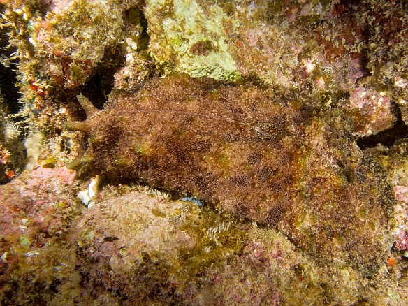 A quite large Eared Sea Hare, essentially a big slug, crawling across the rocks at Sheraton Caverns. This guy was at least 8" long. May 19, 2014 8:10 PM : Diving, Kauai