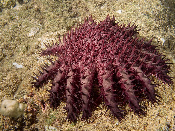 Quite a few nasty crown-of-thorns were out and about at night. Look but don't touch, the spines are poisonous. May 19, 2014 8:19 PM : Diving, acanthaster planci, acanthasteridae, animal, asteroidea, crown-of-thorns starfish, echinoderm, echinodermata, sea star, starfish