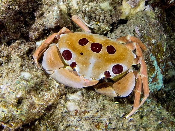 The so-called Seven-Eleven Crab, or Alakuma in Hawaiian. It is named due to the seven conspicuous red spots (four near the eyes and three in the center), plus four less prominent red spots along the back edges of its carapace, making a total of eleven. This one was approximately 6" across. May 19, 2014 8:31 PM : Diving, Instagram, animal, arthropod, arthropoda, brachyura, crab, crustacea, crustacean, decapod, decapoda