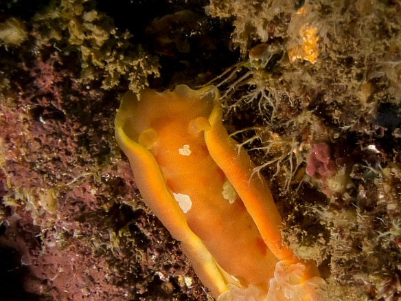 My final day of diving at Tunnels was rewarded by finding a small Spanish Dancer nudibranch, approx 1" long May 21, 2014 8:49 AM : Diving, animal, gastropod, gastropoda, hexabranchidae, hexabranchus sanguineus, mollusca, mollusk, nudibranch, nudibranchia, spanish dancer