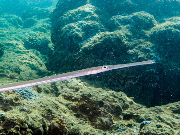 Bluespotted Cornetfish May 21, 2014 9:18 AM : Diving, animal, bony fish, cornetfish, fish, fistularia, osteichthyes, syngnathiformes
