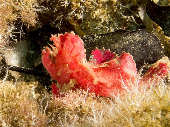 Leaf scorpionfish everywhere May 21, 2014 9:28 AM : Diving, animal, bony fish, fish, leaf scorpionfish, osteichthyes, perciformes, scorpaenidae, scorpionfish, taenianotus triacanthus