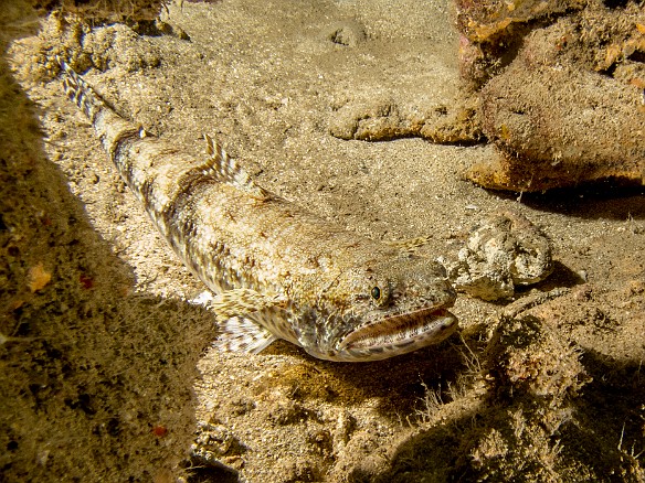 Large lizardfish on the sandy bottom at Tunnels May 21, 2014 10:55 AM : Diving, animal, aulopiformes, bony fish, fish, lizardfish, osteichthyes, synodontidae