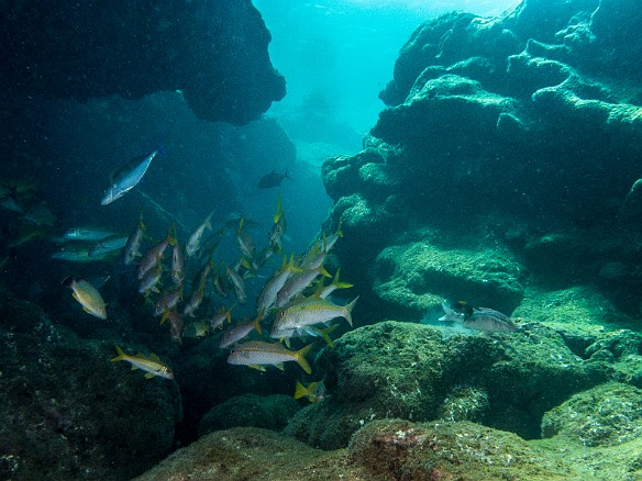 Yellowfin Goatfish May 21, 2014 11:33 AM : Diving, Kauai, goatfish