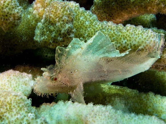 Yet another leaf scorpinfish, this time white May 21, 2014 11:15 AM : Diving, animal, bony fish, fish, leaf scorpionfish, osteichthyes, perciformes, scorpaenidae, scorpionfish, taenianotus triacanthus