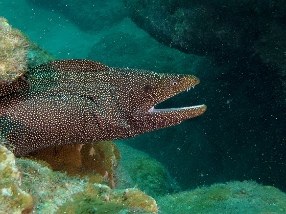 Large whitemouth moray looks out from his hole in the reef May 21, 2014 11:22 AM : Diving, anguilliformes, animal, bony fish, eel, fish, moray, muraenidae, osteichthyes
