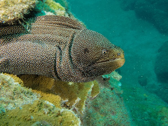 Mmmm.... that guy with the camera and scuba gear looks interesting (actually morays have very poor eyesight, they operate by smell) May 21, 2014 11:22 AM : Diving, Kauai