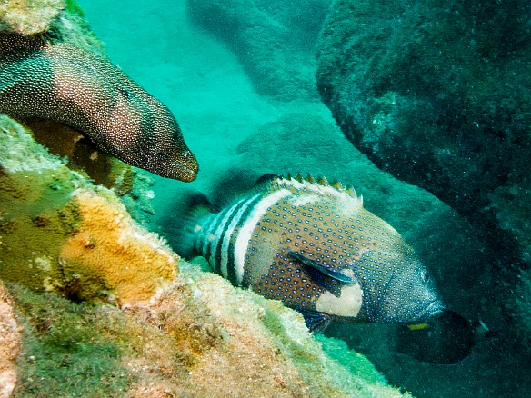 Nah, forget that diver with the camera, that Peacock Grouper looks even more interesting May 21, 2014 11:21 AM : Diving, Kauai