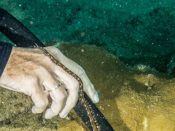 Jeannette gets a helping tentacle... May 21, 2014 9:29 AM : Diving, Jeannette Auber, animal, cephalopod, cephalopoda, mollusca, mollusk, octopoda, octopus