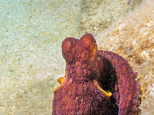 ... from Mr. Octo May 21, 2014 11:26 AM : Diving, Instagram, Kauai, octopus