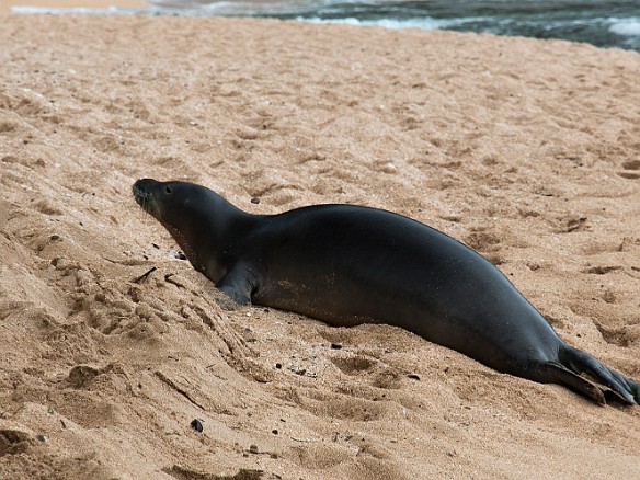 About a half hour in, Janie points and mentions a big rock that seems to be moving near us. No worries, just a Hawaiian Monk Seal hauling itself onto the beach to take a nap. May 11, 2014 3:15 PM
