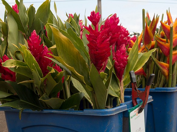 Torch ginger and heliconia May 14, 2014 3:58 PM