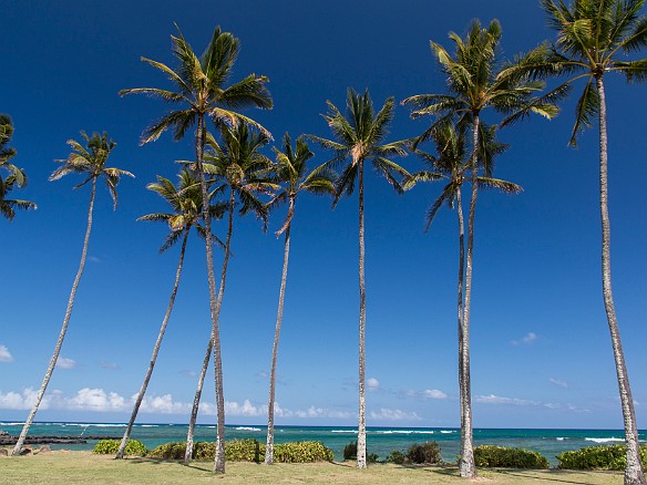 After Rob and Janie left for Maui, Deb and Mary came over from Honolulu to join us. Deb stayed for the entire second week, while Mary had to get back for work on Monday. We visited a semi-annual artisan fair where I took this shot of the palm trees at Kapa'a Beach Park. May 17, 2014 3:07 PM : Kauai