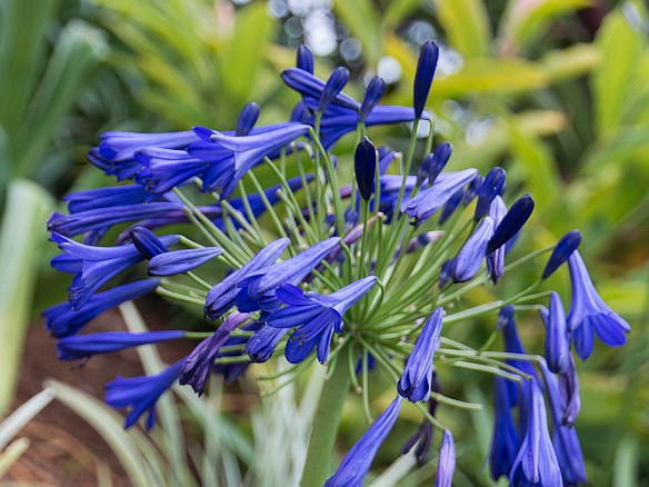 The Kilauea mini-golf is beautifully landscaped with well labeled plants and flowers. Agapanthus - "lily of the Nile" May 11, 2014 12:35 PM