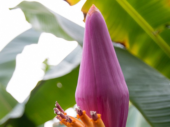 Flower of the apple banana plant May 17, 2014 4:16 PM
