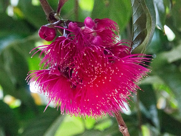 The mountain apple, ohi’a’ai in Hawaiian, originated in Malaysia. It's blossoms are gorgeous. May 17, 2014 4:17 PM