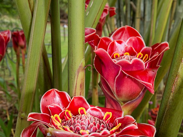 Torch ginger May 17, 2014 5:10 PM : MaxPaintingSourcePhoto