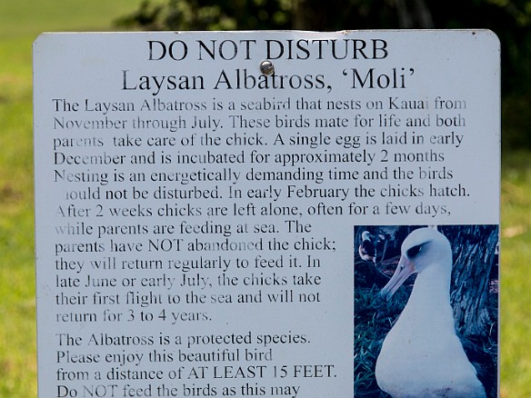 Inbetween the 6th and 7th fairways is a small grove that serves as a protected nesting ground for albatross May 22, 2014 11:34 AM