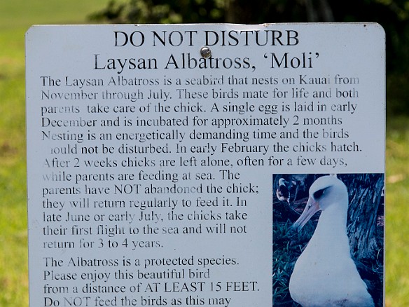 Inbetween the 6th and 7th fairways is a small grove that serves as a protected nesting ground for albatross May 22, 2014 11:34 AM : Kauai