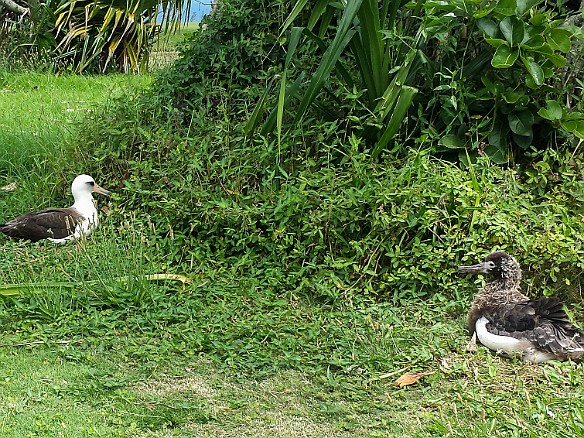 This was the time of year when teenage albatross are still being cared for by their parents. This is a mother and fledgling albatross nesting on the Makai Golf Course. May 14, 2014 11:36 AM