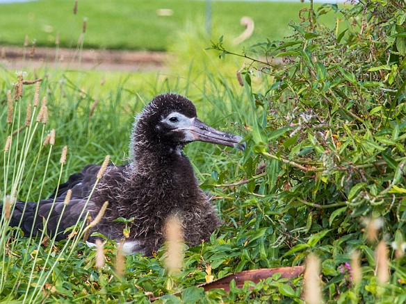 Yet another teenager waiting for its parents to return with some food May 22, 2014 11:27 AM : Kauai