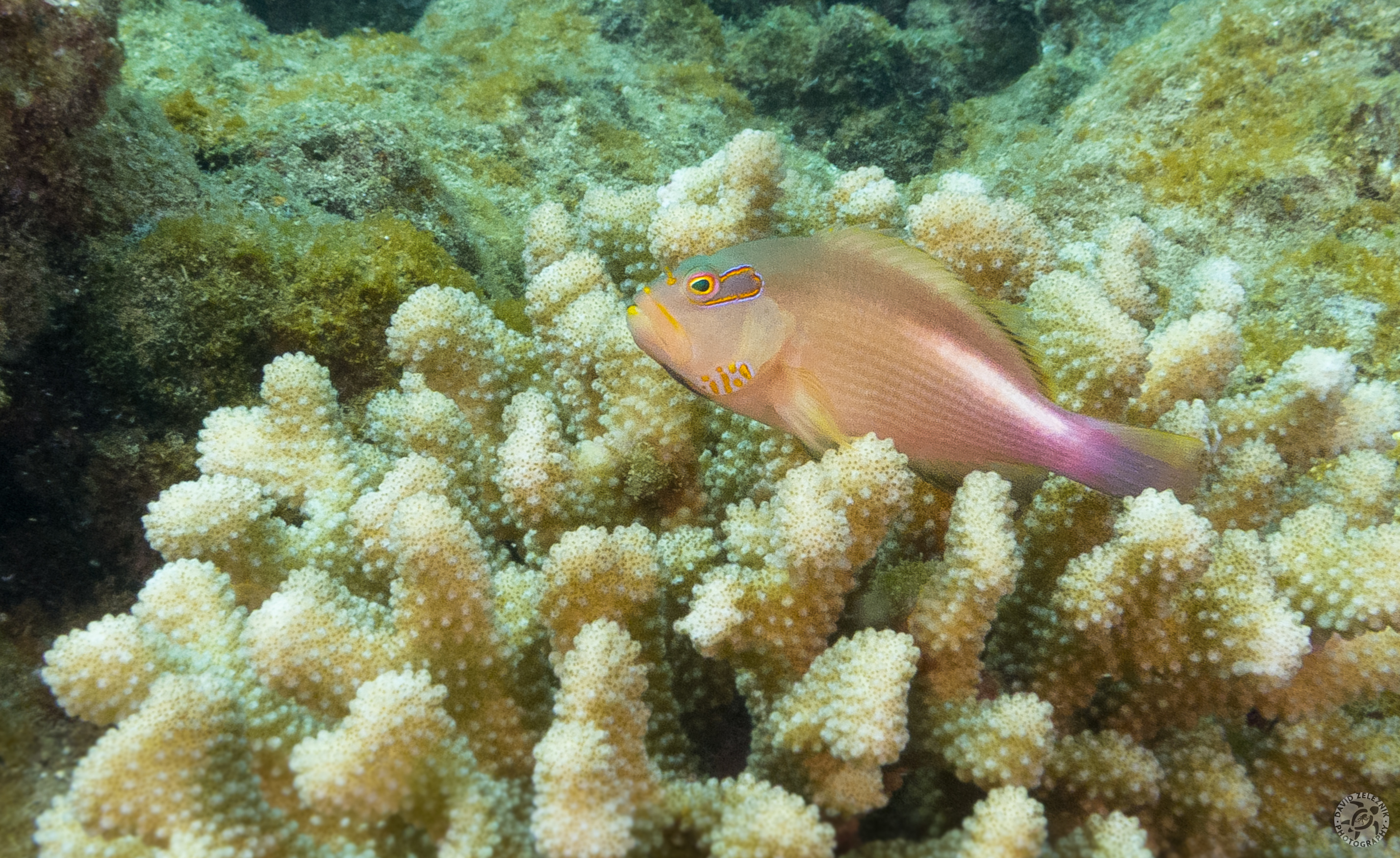 Arc-Eye Hawkfish<br/><small>Tunnels Reef, Kauai</small>