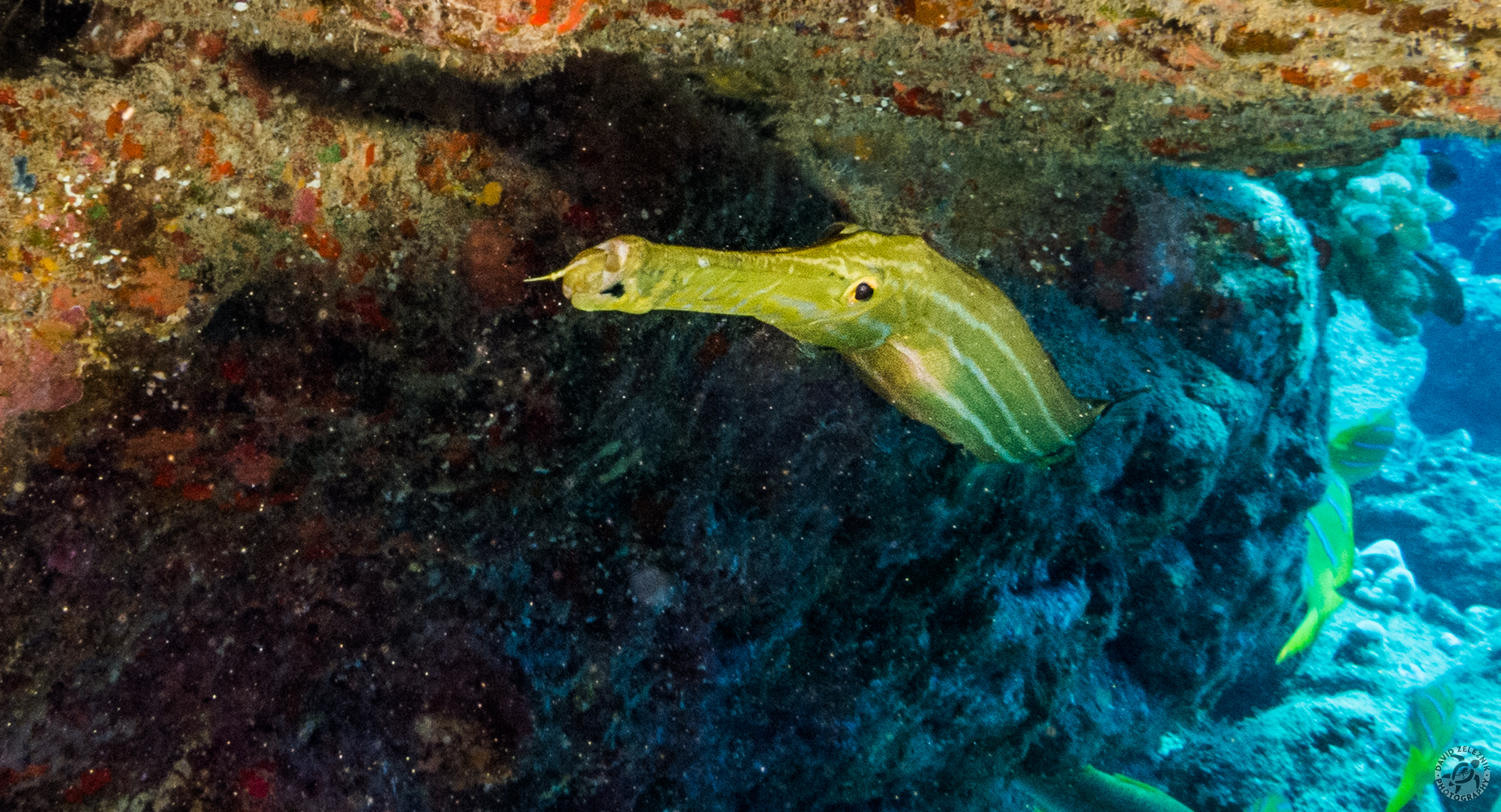 Pacific Trumpetfish