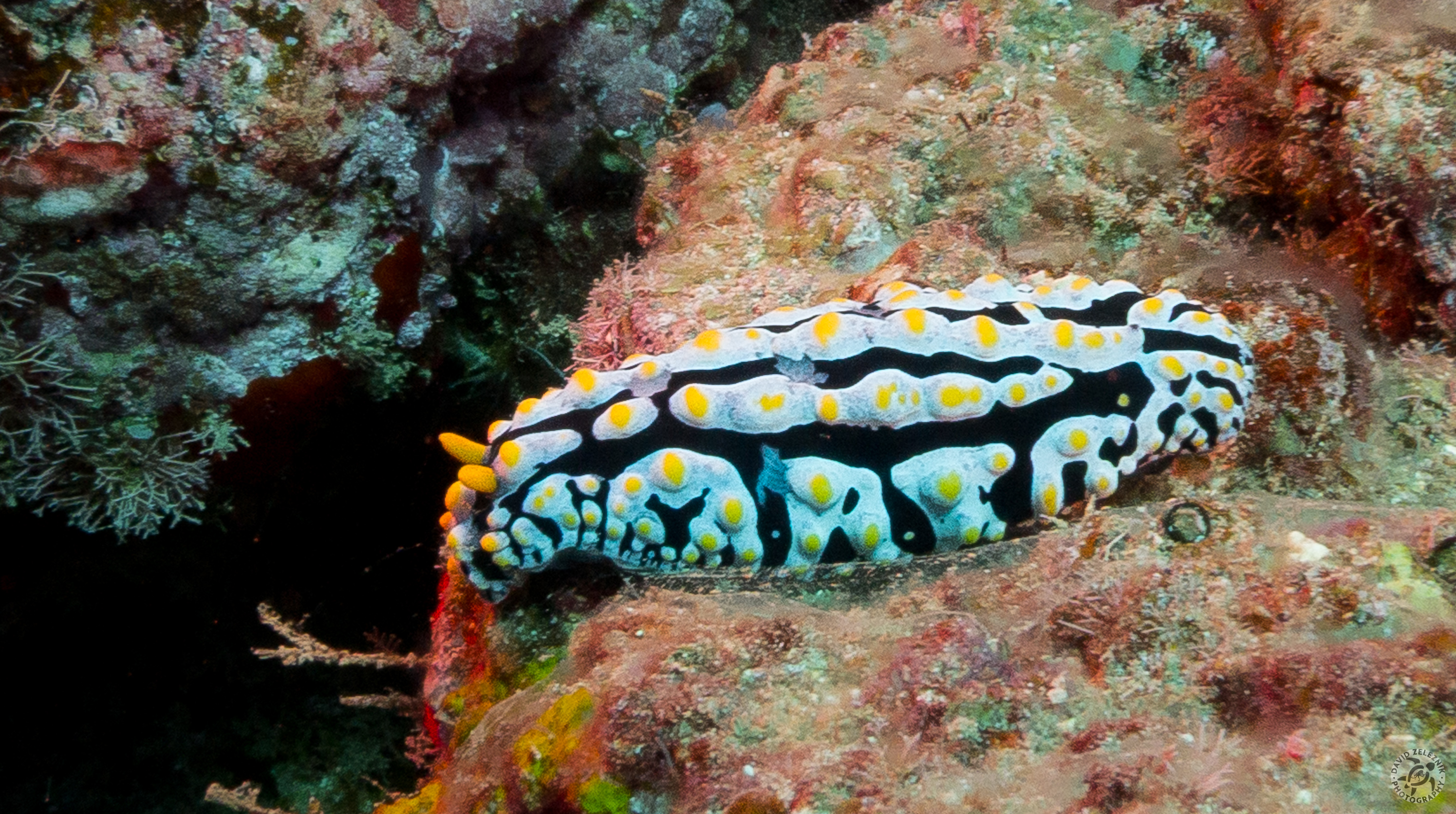 Scrambled-Egg Nudibranch