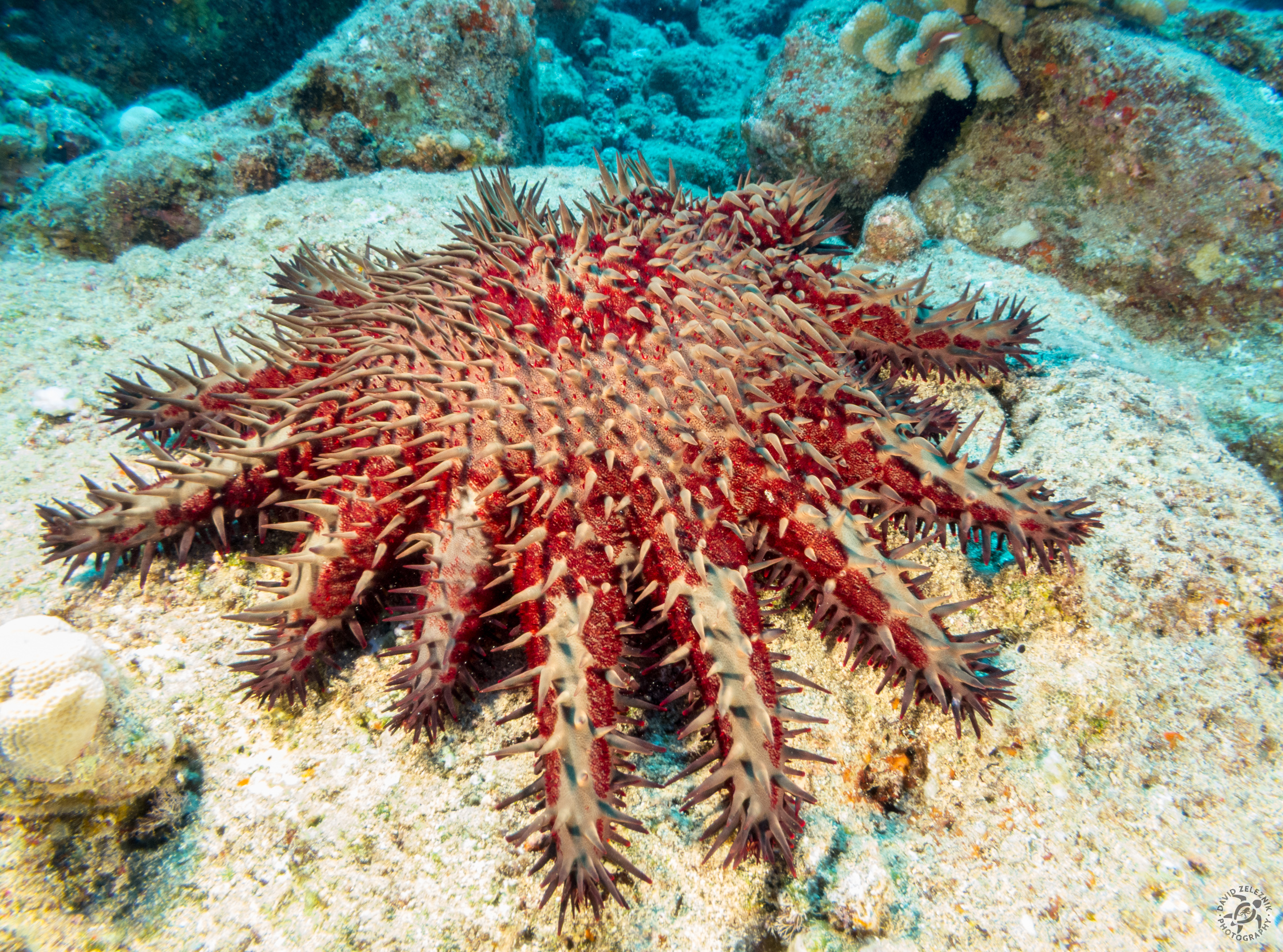 Crown of Thorns Star