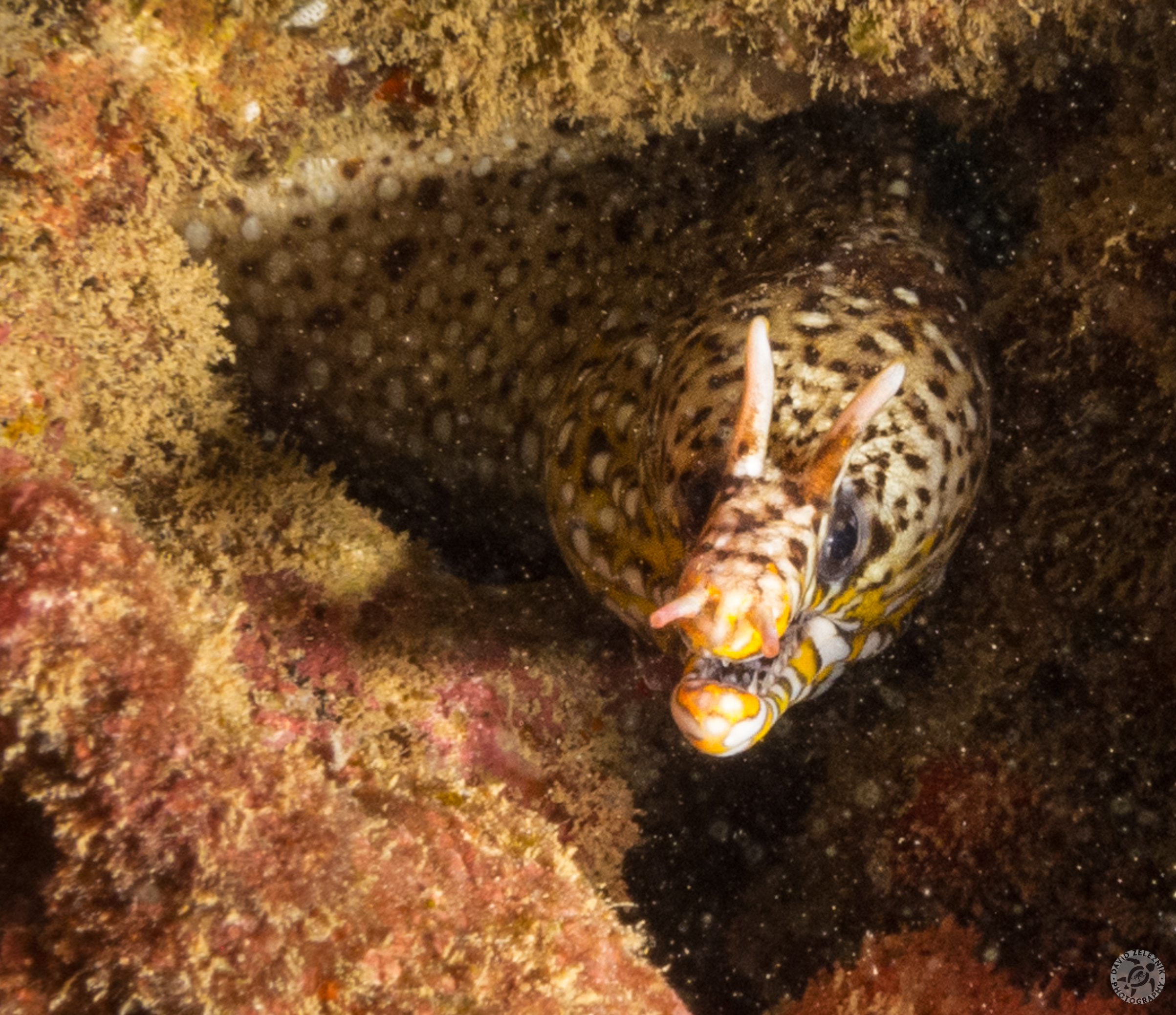 Dragon Moray<br/><small>Koloa Landing dive site, Kauai</small>