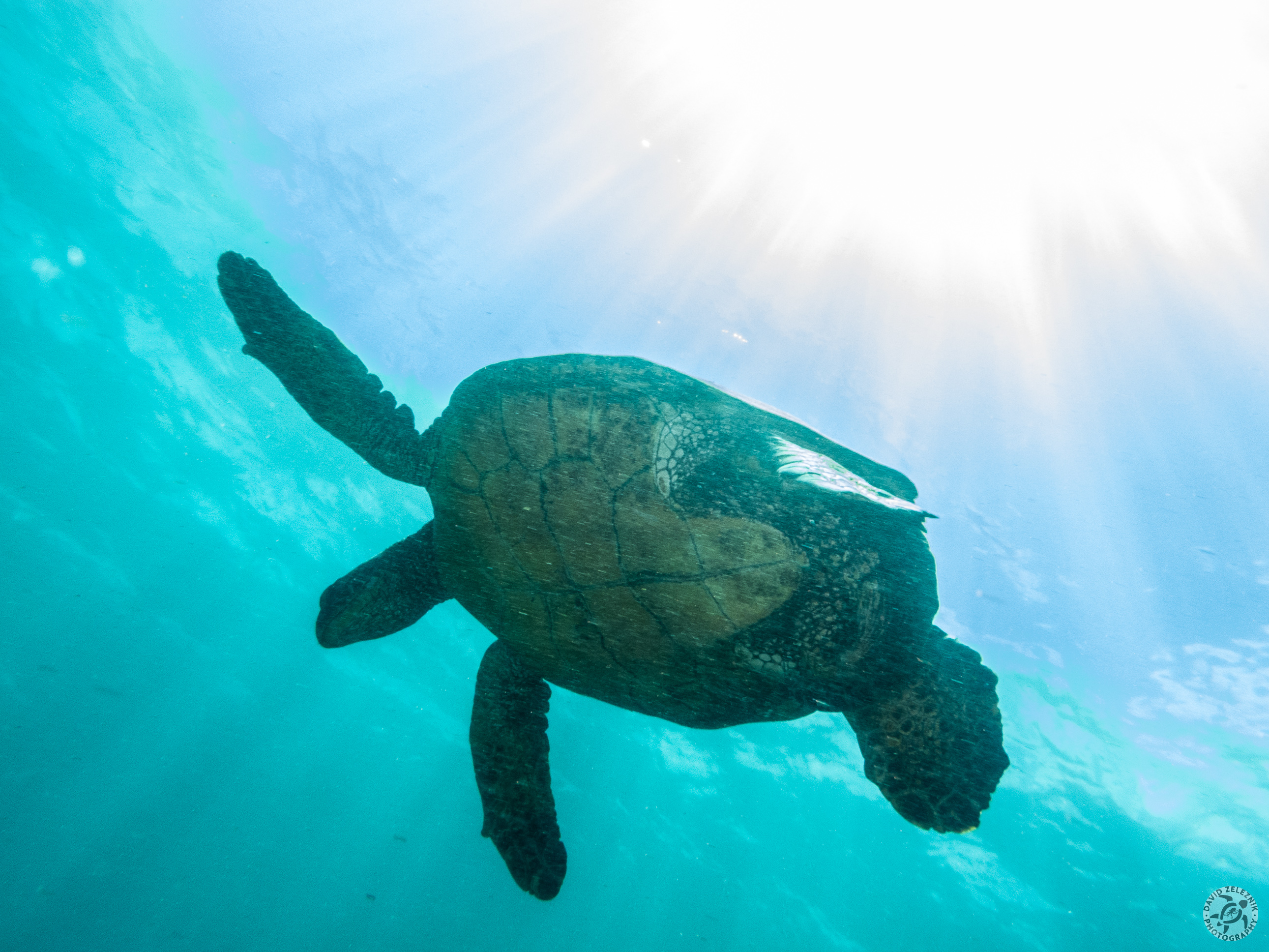 Honu<br/><small>Koloa Landing dive site, Kauai</small>