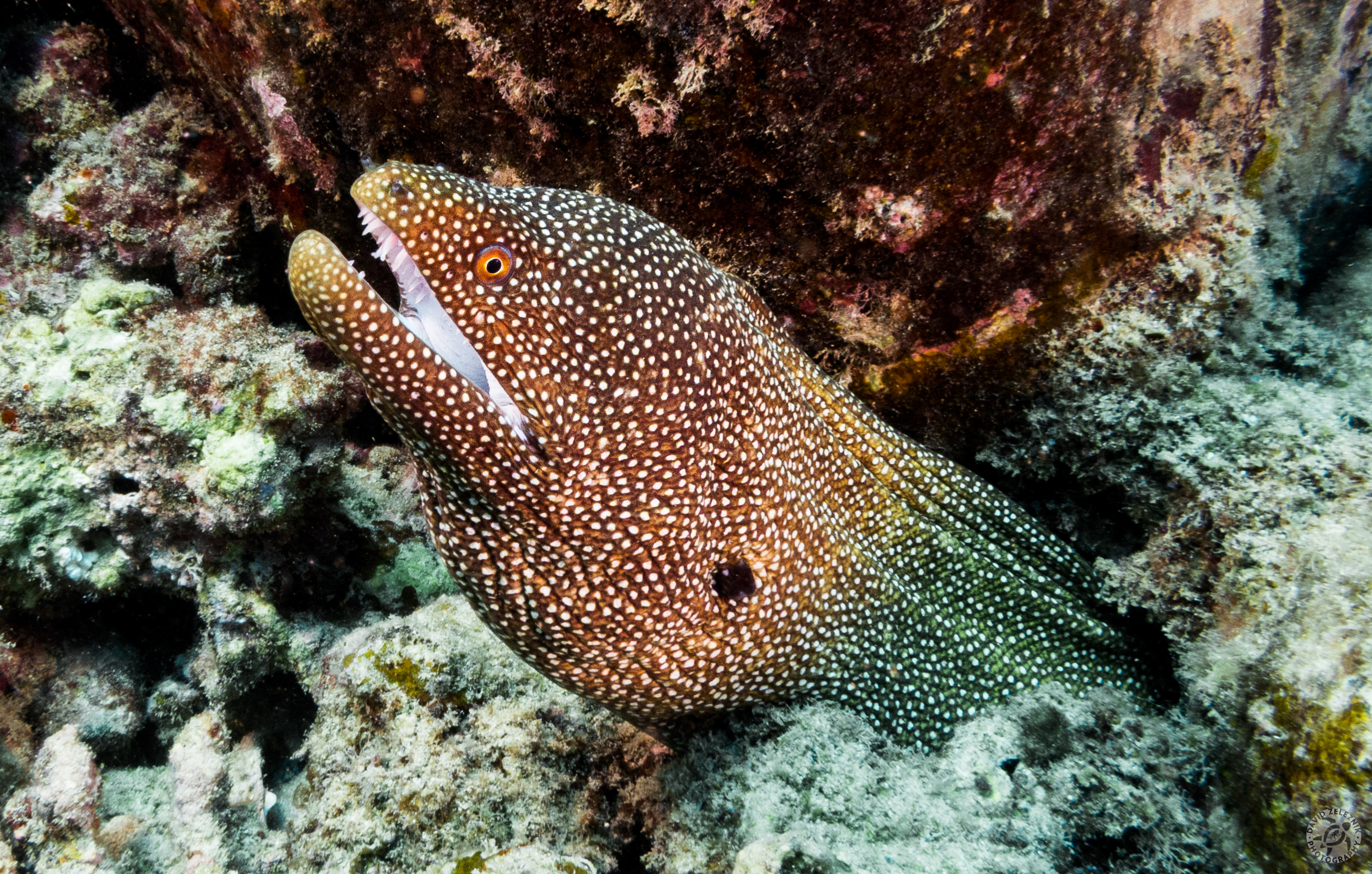 Adult Whitemouth Moray<br/><small>Koloa Landing dive site, Kauai</small>