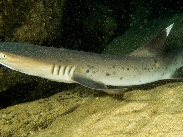 White-tipped Reef Shark at Tunnels May 14, 2015 11:03 AM : Diving, Kauai : Maxine Klein