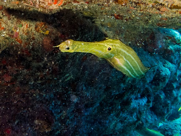 Conditions at Tunnels were not really improving, so on Sunday afternoon I did a South Shore boat trip. The first dive was a drift dive that started at Fish Bowl and ended at Turtle Bluffs. Right off the boat were several large Pacific Trumpetfish. May 17, 2015 1:20 PM : Diving, Kauai, honu, turtle : Maxine Klein