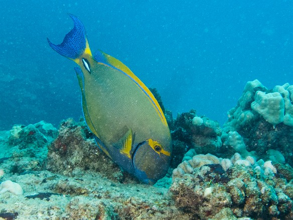 Eyestripe Surgeonfish feeding on the reef May 17, 2015 3:32 PM : Diving, Kauai