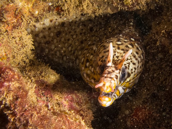 Into the second week of our vacation and conditions at Tunnels on the North Shore were still mediocre. So I did my final day of diving at Koloa Landing. At least the best was saved for last. It was just me and the divemaster, and more critters per square inch than I can remember in a long time. Lots of stuff I was seeing for the first time. Right off the bat was this relatively rare Dragon Moray. May 20, 2015 1:12 PM : Diving, Kauai : Maxine Klein