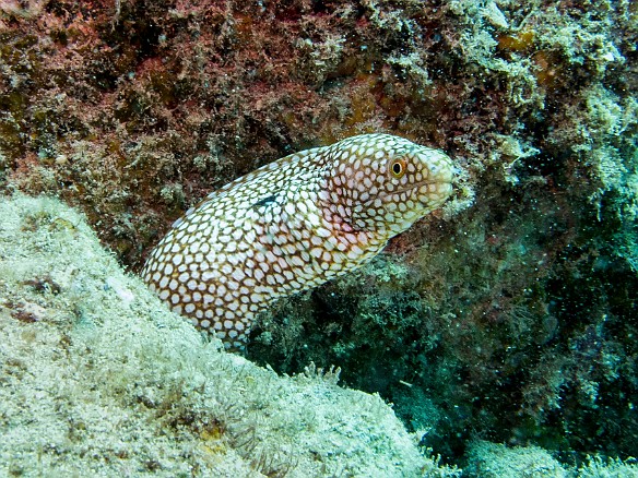 Whitemouth Moray May 20, 2015 1:20 PM : Diving, Kauai : Maxine Klein